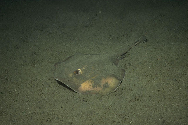 Urolophus aurantiacus